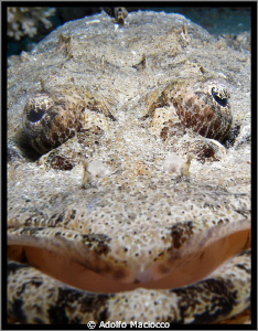 Flathead crocodile portrait by Adolfo Maciocco 